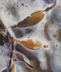 buoyancy floats, brown algae