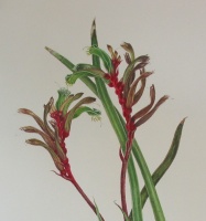 Kangaroo Paw wildflower