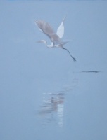 Great Egret