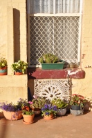 Broken Hill window box