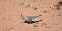 Crested pigeon