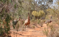 Emus