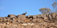 Red Kangaroo