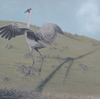 brolga