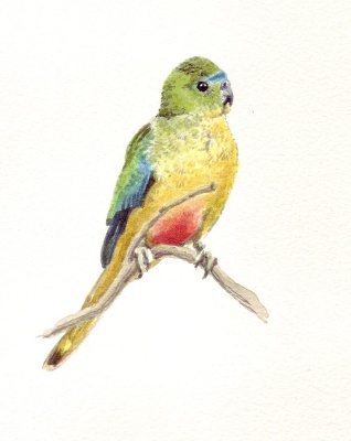 Orange Bellied Parrot