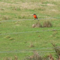 Flame Robin