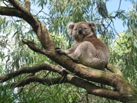 koala