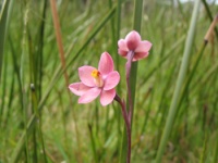 Sun orchid