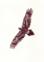 Wedge tailed eagle