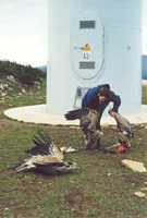 Sliced griffon vultures
              in Navarra, Spain