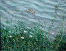 Daisies at Darracott Reservoir