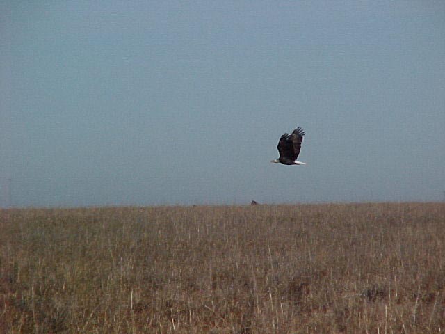 Bald eagle