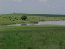 cattle by pool