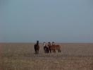 wild mustangs