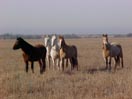 wild mustangs