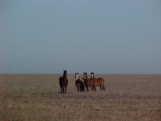 Wild mustangs