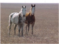 mustang photo