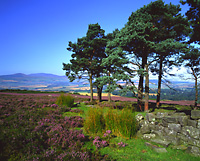 Hepburn Moor,
                Northumberland