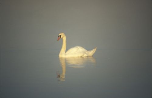 swan