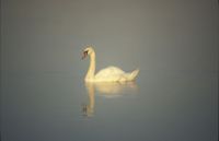 Swan