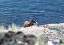 Otter and octopus