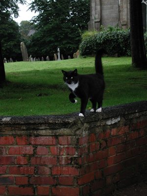 cat