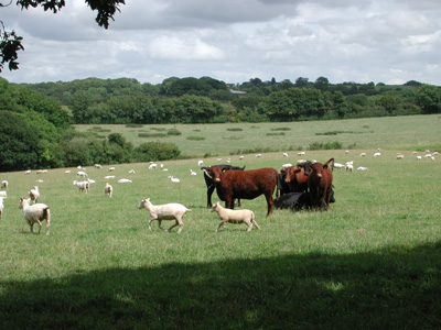 rural scene