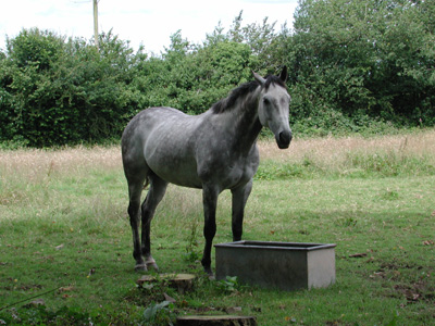 Horse