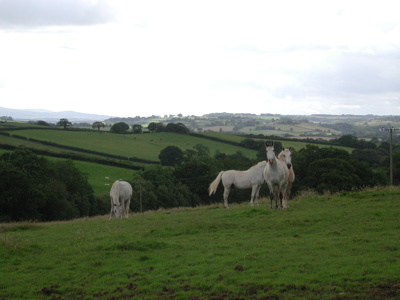 More horses