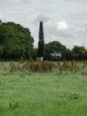Strsnge fir tree