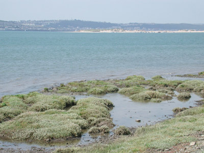 Towards Appledore