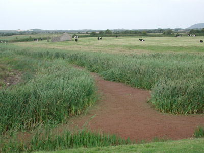 Cows among the bullrushes