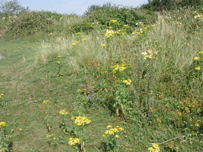 Wild flowers