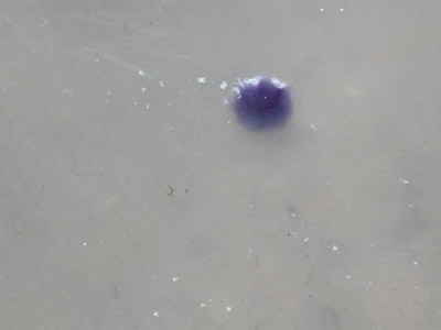 Jellyfish