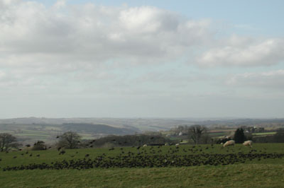 Starlings on the turbine field