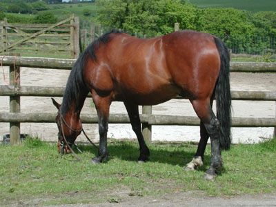 Robbie grazing