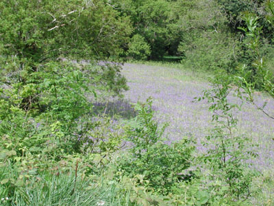 bluebells