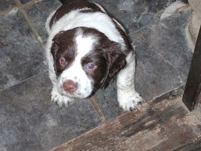 puppy