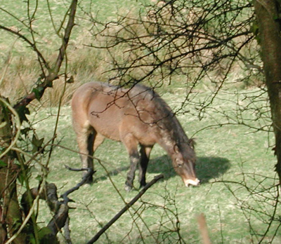 pony