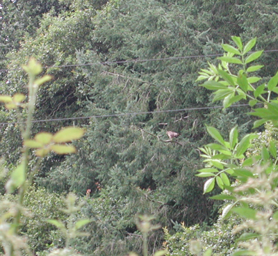 A big bird on a branch, Spencer`s Wood
