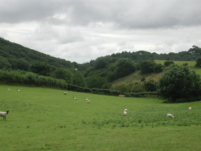 sheep