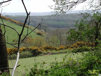 from Ash Wood