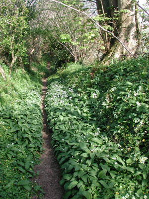 Pippacott Woods