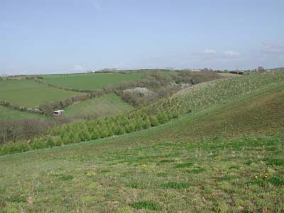 Turbine field