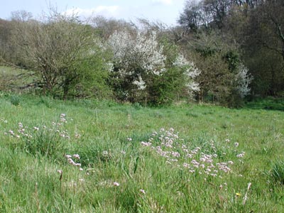wild flowers