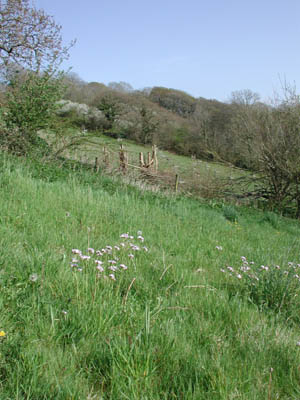 near Pippacott woods
