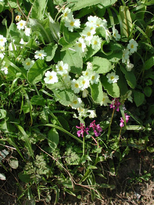 wild flowers