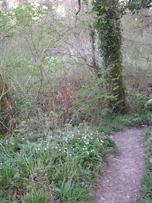 In Tutshill Woods