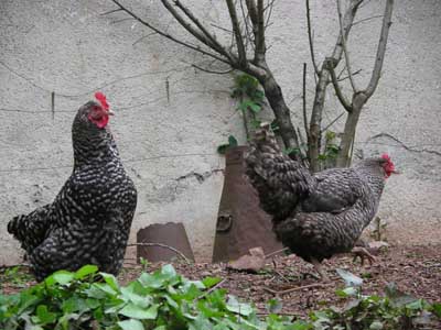 hens