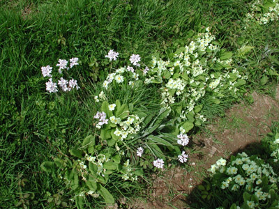 wild-flowers